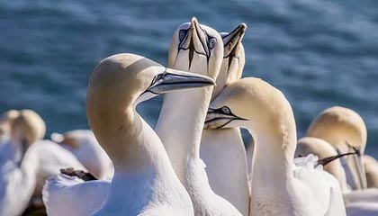 开云·Kaiyun网页版-阿贾克斯晋级成功，展现实力不容小觑，0203阿贾克斯