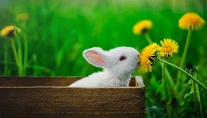 KAIYUN 中国大陆-职业联赛媒体传播方式未贴近年轻群体